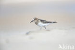 Bairds Strandloper (Calidris bairdii)