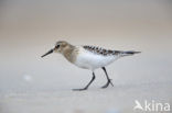 Bairds Strandloper (Calidris bairdii)