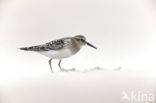 Bairds Strandloper (Calidris bairdii)