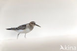 Bairds Strandloper (Calidris bairdii)