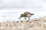 Bairds Strandloper (Calidris bairdii)