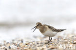 Bairds Strandloper (Calidris bairdii)