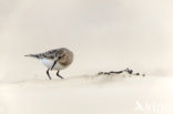 Bairds Strandloper (Calidris bairdii)