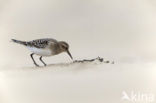 Baird’s Sandpiper (Calidris bairdii)