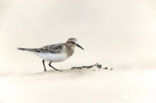 Bairds Strandloper (Calidris bairdii)