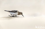 Bairds Strandloper (Calidris bairdii)