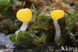 bog beacon (Mitrula paludosa)