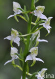 Bergnachtorchis (Platanthera chlorantha) 