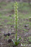 Bergnachtorchis (Platanthera chlorantha) 