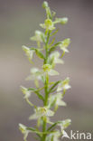 Bergnachtorchis (Platanthera chlorantha) 