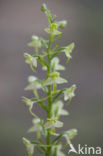 Bergnachtorchis (Platanthera chlorantha) 