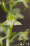 Bergnachtorchis (Platanthera chlorantha) 