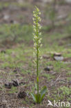 Bergnachtorchis (Platanthera chlorantha) 