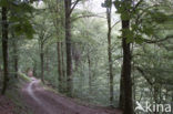 Beech (Fagus sylvatica)