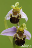 Bijenorchis (Ophrys apifera)