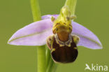 Bijenorchis (Ophrys apifera)