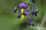 Bitterzoet (Solanum dulcamara)