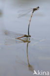 Blauwe breedscheenjuffer (Platycnemis pennipes)