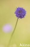 Devil’s-bit Scabious (Succisa pratensis)