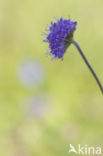 Devil’s-bit Scabious (Succisa pratensis)