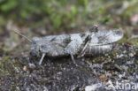 Blauwvleugelsprinkhaan (Oedipoda caerulescens) 