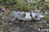 Blauwvleugelsprinkhaan (Oedipoda caerulescens) 