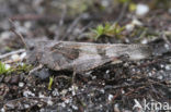 Blauwvleugelsprinkhaan (Oedipoda caerulescens) 