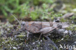 Blue-winged grasshopper (Oedipoda caerulescens)