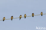 Boerenzwaluw (Hirundo rustica) 