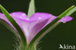 Bolderik (Agrostemma githago) 