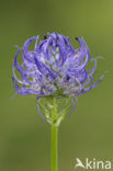 round-headed rampion (Phyteuma orbiculare)