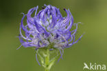round-headed rampion (Phyteuma orbiculare)