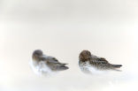 Bonte Strandloper (Calidris alpina)