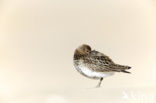 Bonte Strandloper (Calidris alpina)