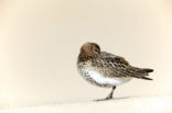 Bonte Strandloper (Calidris alpina)