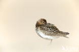 Bonte Strandloper (Calidris alpina)