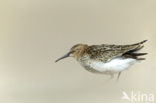 Bonte Strandloper (Calidris alpina)