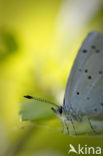 Boomblauwtje (Celastrina argiolus)