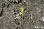 Boomsprinkhaan (Meconema thalassinum)