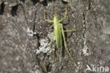 Boomsprinkhaan (Meconema thalassinum)