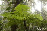 Treefern