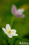 Bosanemoon (Anemone nemorosa)