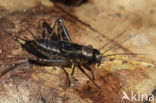 Boskrekel (Nemobius sylvestris)