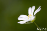 Bosmuur (Stellaria nemorum)