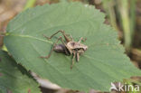 Bramensprinkhaan (Pholidoptera griseoaptera)