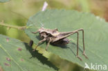 Bramensprinkhaan (Pholidoptera griseoaptera)