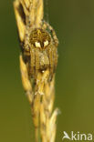 Brede wielwebspin (Agalenatea redii)