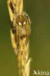 Agalenatea redii