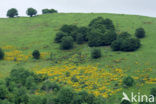 Broom (Cytisus scoparius)