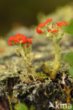 British soldiers (Cladonia cristatella)